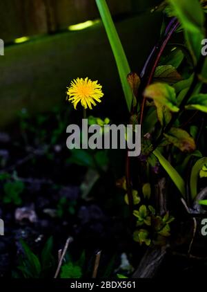 Dandelions un comune giardino erbaccia . Taraxacum è un genere di piante della famiglia delle Asteraceae, appartenente alla famiglia delle Asteraceae. Foto Stock