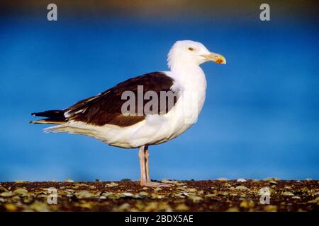 Grande nero-backed Gull Foto Stock