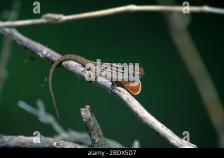 Mostra di cortesie Anole Foto Stock