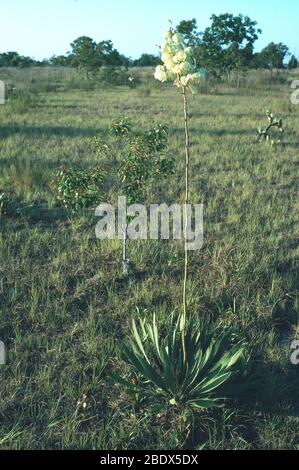 Adamo's Needle Foto Stock