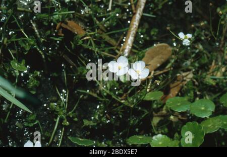 Plantano di acqua Foto Stock
