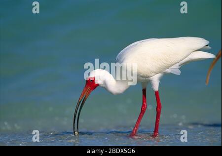 Ibis bianco Foto Stock