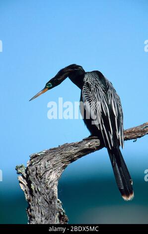 Anhinga Foto Stock