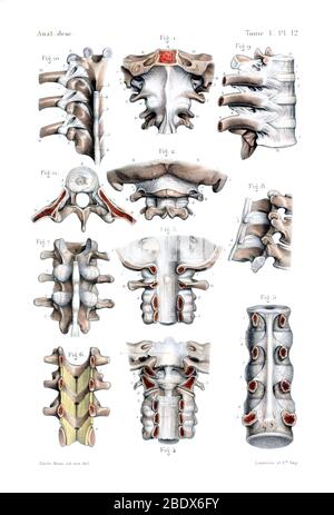 Ossa e legamenti della colonna umana, 1844 Foto Stock