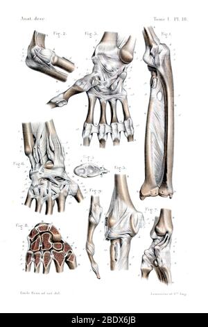 Arco e polso umano, ossa e legamenti, 1844 Foto Stock