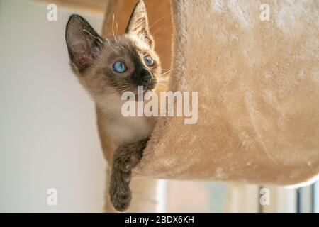 Vista laterale con bellissimo gattino siamese che dorme nei loro sogni in una casa di gatto Foto Stock