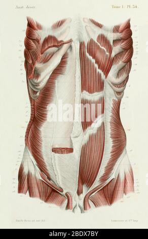 Muscoli addominali umani, anteriori, 1844 Foto Stock