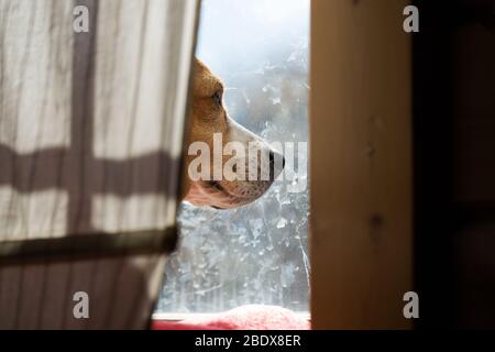 Beagle sulla finestra Foto Stock