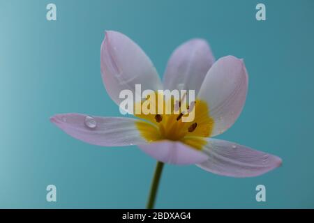 Primo piano di tulipano bakeri Lilac Wonder anche noto come tulipano sassatilis, tulipano beccariana e tulipano crisobassis visto in primavera. Foto Stock