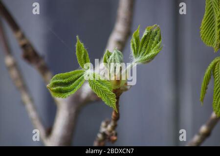 Scena primaverile che mostra giovani foglie di castagno cavallo disavvolgibile Foto Stock