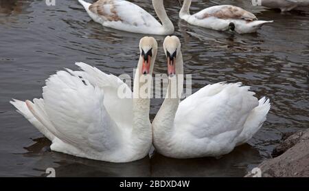 Amorous Mute Swans, Holyrood Park, Edimburgo, Scozia, Regno Unito. 10 aprile 2020. Nella foto: Due amorosi Mute Swans non abbastanza dando la distanza sociale fisica su St Margarets Loch, Holyrood Park, senza problemi dai loro vicini. Foto Stock