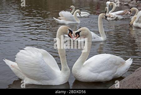 Amorous Mute Swans, Holyrood Park, Edimburgo, Scozia, Regno Unito. 10 aprile 2020. Nella foto: Due amorosi Mute Swans non abbastanza dando la distanza sociale fisica su St Margarets Loch, Holyrood Park, senza problemi dai loro vicini. Foto Stock