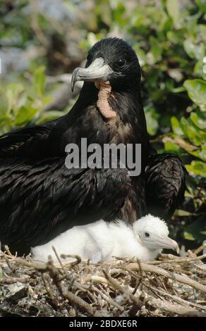 Magnifica Frigatebird Foto Stock