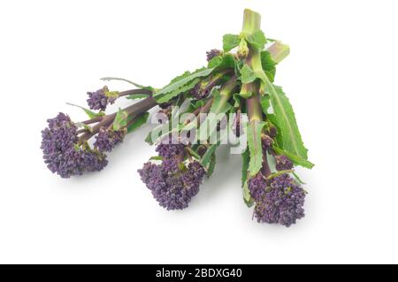 Studio di broccoli germogliati viola tagliati su uno sfondo bianco Foto Stock