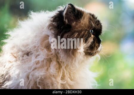 Selkirk Rex gatto seduto di fronte ad una finestra che si affaccia sul giardino Foto Stock