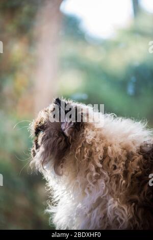 Selkirk Rex gatto seduto di fronte ad una finestra che si affaccia sul giardino Foto Stock