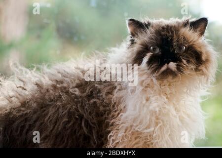 Selkirk Rex gatto seduto di fronte ad una finestra che si affaccia sul giardino Foto Stock