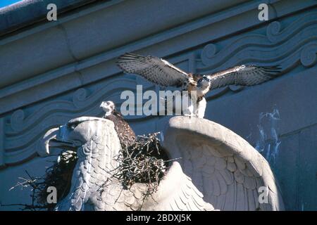 Hawks rosso-coda Foto Stock