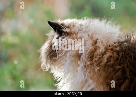 Selkirk Rex gatto seduto di fronte ad una finestra che si affaccia sul giardino Foto Stock