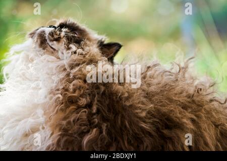 Selkirk Rex gatto seduto di fronte ad una finestra che si affaccia sul giardino Foto Stock