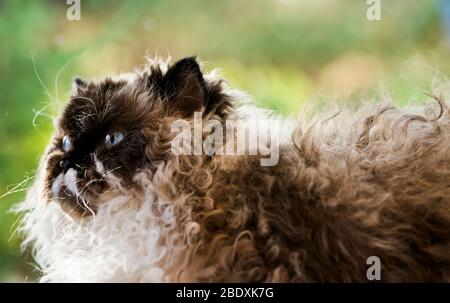 Selkirk Rex gatto seduto di fronte ad una finestra che si affaccia sul giardino Foto Stock