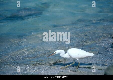 Reef Heron Foto Stock