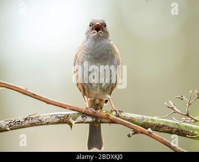 Un Dunnock (Prunella Modularis) che cantava su un ramo con un piccolo grub sul ramoscello, Lothian occidentale, Scozia. Foto Stock