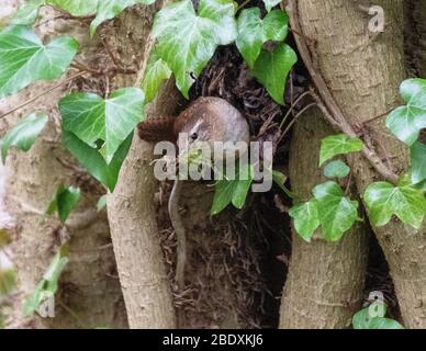 Eurasian Wren (trogloditi trogloditi) che trasportano materiale da costruzione in un bosco deciduo, Lothian occidentale, Scozia. Foto Stock