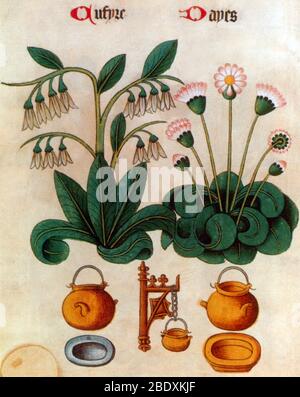 Pratolina Foto Stock