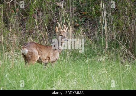 Caprioli buck capreolo capreolo in salino macchia di palude dal fiume Avon vicino Bristol Regno Unito Foto Stock