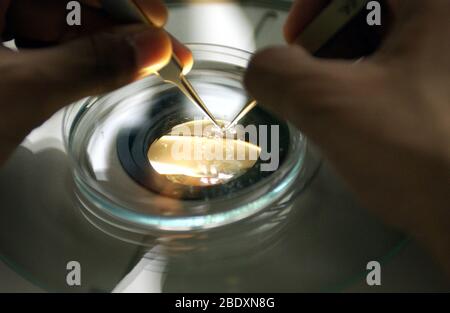 Decorionazione di embrioni di Zebrafish Foto Stock