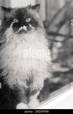 Selkirk Rex cat Foto Stock