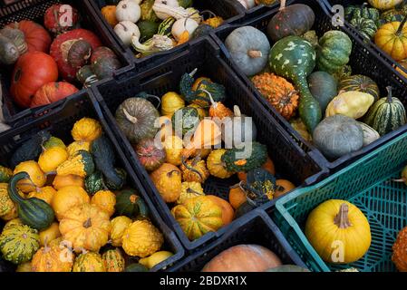 Squash ornamentale colorato in scatole Foto Stock