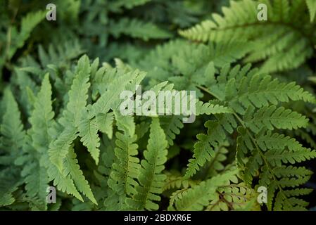 Dryopteris marginalis fogliame sempreverde Foto Stock