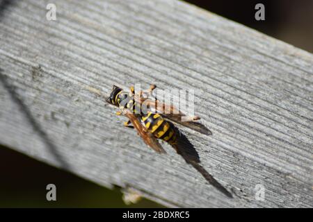 wasp su legno Foto Stock