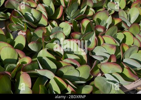 Primo piano di Kalanchoe Thyrsiflora Foto Stock