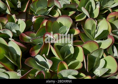 Primo piano di Kalanchoe Thyrsiflora Foto Stock