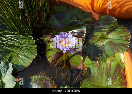 Nymphaea nouchali fiore viola e fogliame colorato Foto Stock