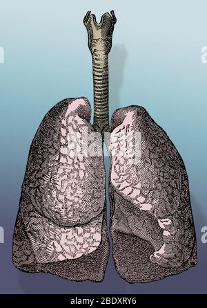 Polmoni umani Foto Stock