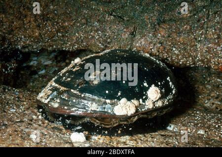 Abalone nero Foto Stock