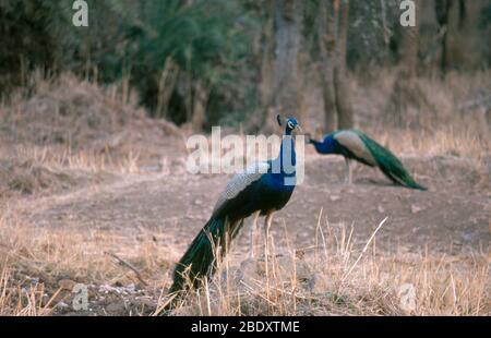 Indian Peacock (Pavo cristatus) Foto Stock