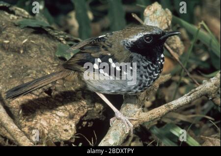 Squamate Antbird Foto Stock