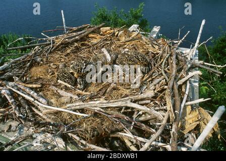 Osprey pulcini a Nest Foto Stock