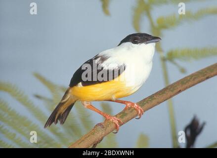 Manakin bianco-colato Foto Stock