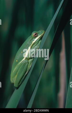 Rana di albero verde Foto Stock