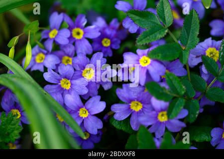 Primula polyanthus,blue giallo arancio occhio,primrose,primule,Barnhaven Polyanthus,fiori,fiore,fioritura,primavera, RM Floral Foto Stock