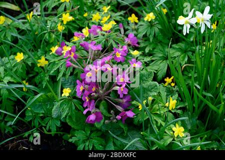 Primula luci del Porto di polianthus, Anemone x lipsiensis, fiori rosa e giallo, fioritura, contrasto, contrasto, scontro, scontro, colori, colori, primavera gar Foto Stock