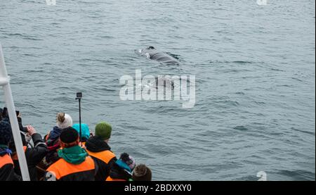 Avvistamento di balene da una barca a Husavik, Islanda settentrionale Foto Stock