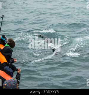 Avvistamento di balene da una barca a Husavik, Islanda settentrionale Foto Stock