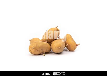 set di piantine di patate germogliate pronte per la piantagione - su sfondo bianco in studio Foto Stock